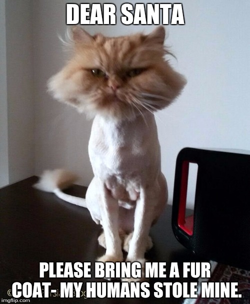 Shaved Pussy Cat | DEAR SANTA; PLEASE BRING ME A FUR COAT- MY HUMANS STOLE MINE. | image tagged in shaved pussy cat | made w/ Imgflip meme maker