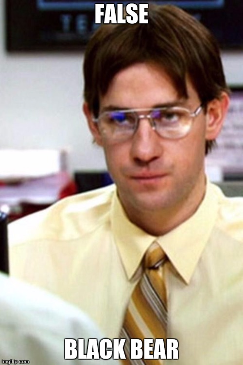 Jim the office | FALSE; BLACK BEAR | image tagged in jim the office | made w/ Imgflip meme maker