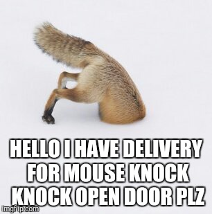Fox head in snow | HELLO I HAVE DELIVERY FOR MOUSE KNOCK KNOCK OPEN DOOR PLZ | image tagged in fox head in snow | made w/ Imgflip meme maker