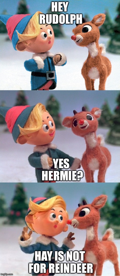 Rudolph and Hermie | HEY RUDOLPH; YES HERMIE? HAY IS NOT FOR REINDEER | image tagged in rudolph and hermie | made w/ Imgflip meme maker