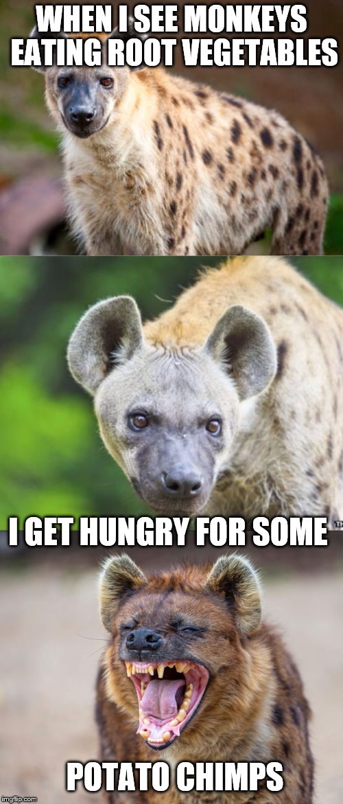 You Cant Eat Just One | WHEN I SEE MONKEYS EATING ROOT VEGETABLES; I GET HUNGRY FOR SOME; POTATO CHIMPS | image tagged in bad pun hyena,memes,funny | made w/ Imgflip meme maker