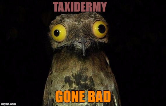 Taxidermy Gone Bad | TAXIDERMY; GONE BAD | image tagged in memes,wmp,taxidermy,weird,funny,wierd stuff i do potoo | made w/ Imgflip meme maker