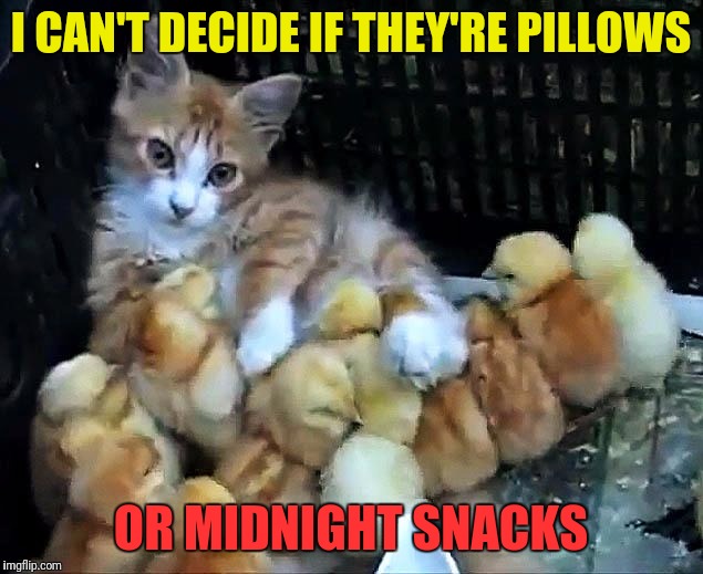 I CAN'T DECIDE IF THEY'RE PILLOWS OR MIDNIGHT SNACKS | image tagged in cats,chicks | made w/ Imgflip meme maker
