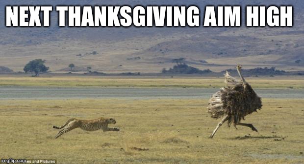 Lion Chasing Ostrich | NEXT THANKSGIVING AIM HIGH | image tagged in lion chasing ostrich | made w/ Imgflip meme maker
