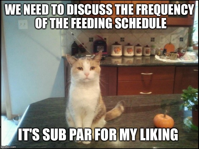 Momma Puss | WE NEED TO DISCUSS THE FREQUENCY OF THE FEEDING SCHEDULE; IT'S SUB PAR FOR MY LIKING | image tagged in momma puss | made w/ Imgflip meme maker