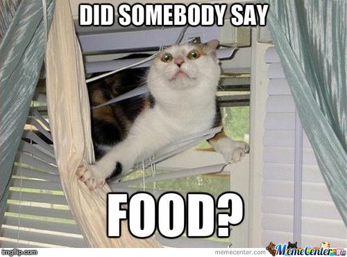 Cat food | image tagged in grumpy cat | made w/ Imgflip meme maker