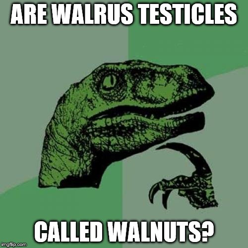 Philosoraptor | ARE WALRUS TESTICLES; CALLED WALNUTS? | image tagged in memes,philosoraptor | made w/ Imgflip meme maker