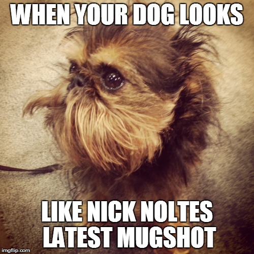 nick nolte dog | WHEN YOUR DOG LOOKS; LIKE NICK NOLTES LATEST MUGSHOT | image tagged in nick nolte,mugshot,dog | made w/ Imgflip meme maker