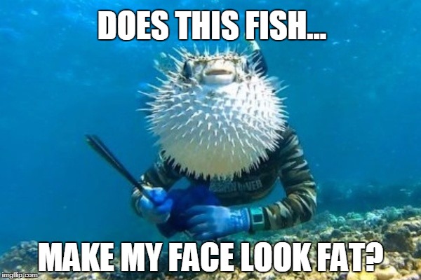 DOES THIS FISH... MAKE MY FACE LOOK FAT? | image tagged in does my face look fat | made w/ Imgflip meme maker