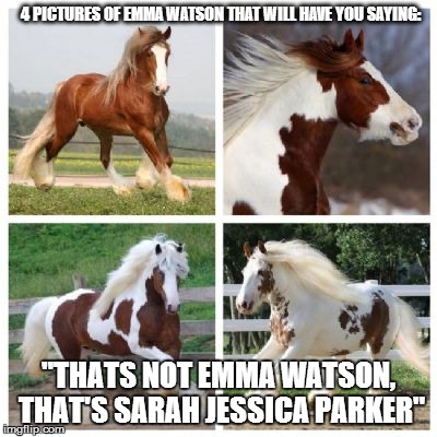 Horses | 4 PICTURES OF EMMA WATSON THAT WILL HAVE YOU SAYING:; "THATS NOT EMMA WATSON, THAT'S SARAH JESSICA PARKER" | image tagged in horses | made w/ Imgflip meme maker