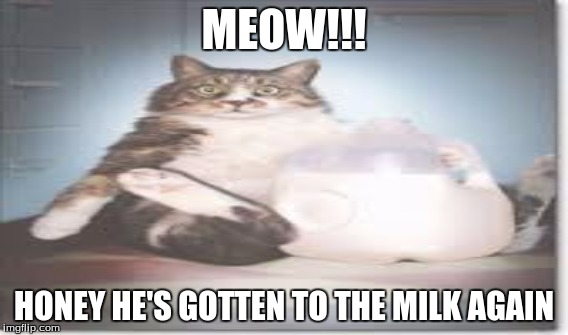 Fat Milk Cat | MEOW!!! HONEY HE'S GOTTEN TO THE MILK AGAIN | image tagged in cats,milk,fat | made w/ Imgflip meme maker