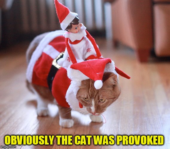 OBVIOUSLY THE CAT WAS PROVOKED | made w/ Imgflip meme maker