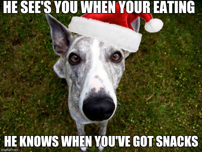 Whippet christmas | HE SEE'S YOU WHEN YOUR EATING; HE KNOWS WHEN YOU'VE GOT SNACKS | image tagged in whippet | made w/ Imgflip meme maker