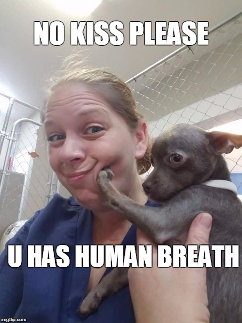 NO KISS PLEASE; U HAS HUMAN BREATH | image tagged in dog face palm | made w/ Imgflip meme maker