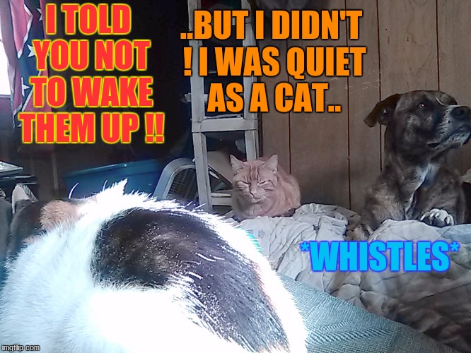 ..BUT I DIDN'T ! I WAS QUIET AS A CAT.. I TOLD YOU NOT TO WAKE THEM UP !! *WHISTLES* | image tagged in pets | made w/ Imgflip meme maker