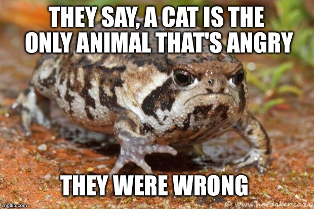 Grumpy Toad Meme | THEY SAY, A CAT IS THE ONLY ANIMAL THAT'S ANGRY; THEY WERE WRONG | image tagged in memes,grumpy toad | made w/ Imgflip meme maker