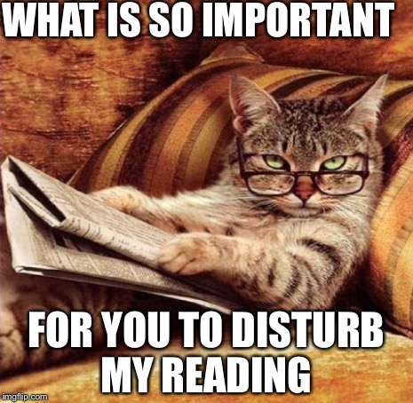 Reading cat | WHAT IS SO IMPORTANT; FOR YOU TO DISTURB MY READING | image tagged in cat reading,reading,cats | made w/ Imgflip meme maker