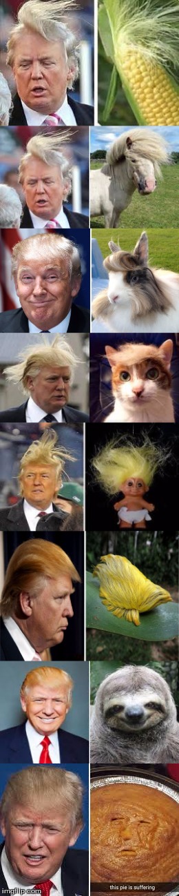 Donald Trump Is Literally An Animal | image tagged in donald trump,funny,very funny,animals,hair,toupee | made w/ Imgflip meme maker