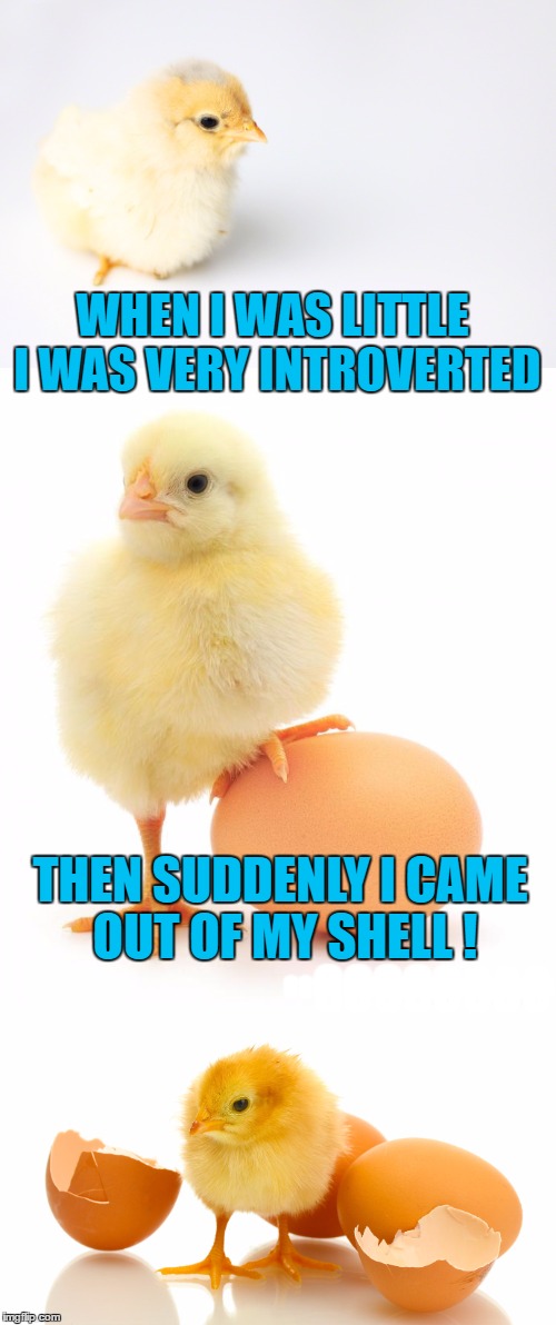 Bad Pun Chick | WHEN I WAS LITTLE I WAS VERY INTROVERTED; THEN SUDDENLY I CAME OUT OF MY SHELL ! 8888888888888888888; 88888888 | image tagged in bad chick pun,bad puns,memes,baby chicks,chick,shell | made w/ Imgflip meme maker
