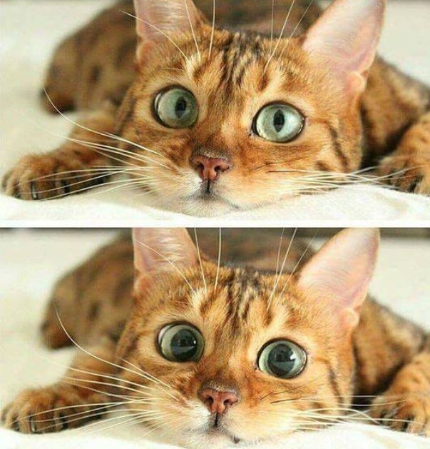 High Quality Cat Eyes Blank Meme Template
