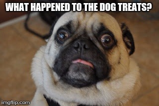 Pug worried | WHAT HAPPENED TO THE DOG TREATS? | image tagged in pug worried | made w/ Imgflip meme maker