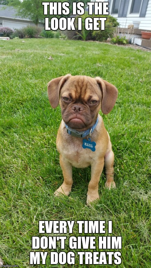 Earl the Grumpy Puggle | THIS IS THE LOOK I GET; EVERY TIME I DON'T GIVE HIM MY DOG TREATS | image tagged in earl the grumpy puggle | made w/ Imgflip meme maker