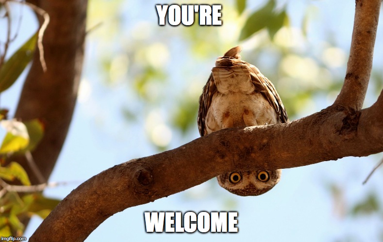 confused owl | YOU'RE; WELCOME | image tagged in so polite | made w/ Imgflip meme maker