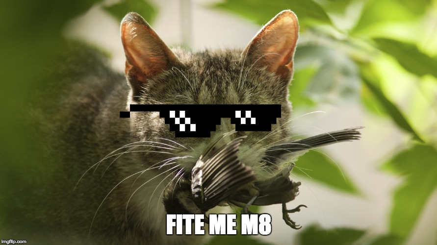 FITE ME M8 | image tagged in funny' | made w/ Imgflip meme maker