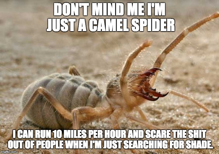 This picture has a spider in it. | DON'T MIND ME I'M JUST A CAMEL SPIDER; I CAN RUN 10 MILES PER HOUR AND SCARE THE SHIT OUT OF PEOPLE WHEN I'M JUST SEARCHING FOR SHADE. | image tagged in spider,camel,freaky af,shadows,large mandibals | made w/ Imgflip meme maker
