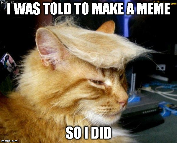 donald trump cat | I WAS TOLD TO MAKE A MEME; SO I DID | image tagged in donald trump cat | made w/ Imgflip meme maker