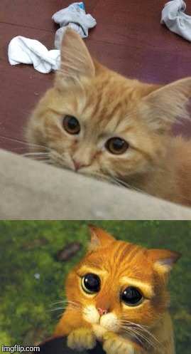 When I open a tuna can | image tagged in cute cat,cats | made w/ Imgflip meme maker