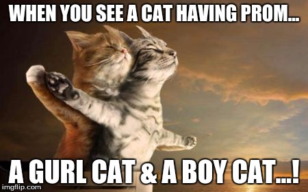 catslovers | WHEN YOU SEE A CAT HAVING PROM... A GURL CAT & A BOY CAT...! | image tagged in catslovers | made w/ Imgflip meme maker