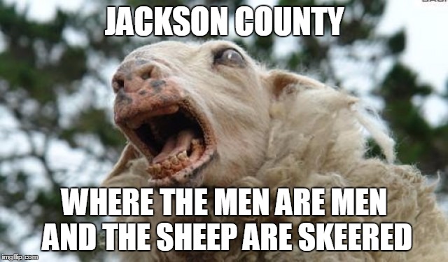 Scared Sheep | JACKSON COUNTY; WHERE THE MEN ARE MEN AND THE SHEEP ARE SKEERED | image tagged in scared sheep | made w/ Imgflip meme maker