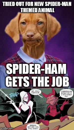 Spider-Ham is a thing that will not go away. | TRIED OUT FOR NEW SPIDER-MAN THEMED ANIMAL; SPIDER-HAM GETS THE JOB | image tagged in spiderman | made w/ Imgflip meme maker