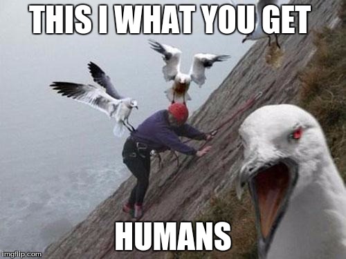 Angry Birds | THIS I WHAT YOU GET; HUMANS | image tagged in angry birds | made w/ Imgflip meme maker