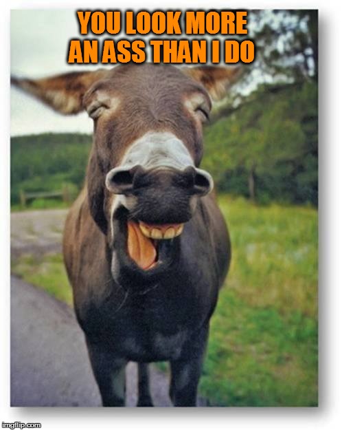 Donkey | YOU LOOK MORE AN ASS THAN I DO | image tagged in donkey | made w/ Imgflip meme maker