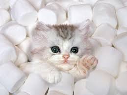 marshmallow kitty Blank Meme Template