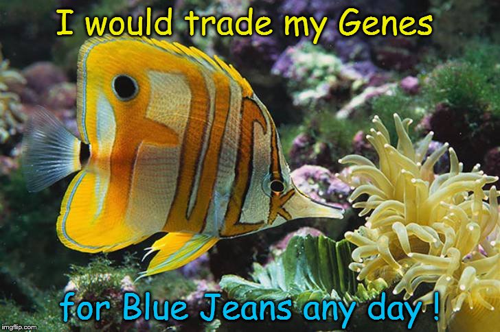 Wish I had blue jeans instead of my genes | I would trade my Genes; for Blue Jeans any day ! | image tagged in fucked up | made w/ Imgflip meme maker