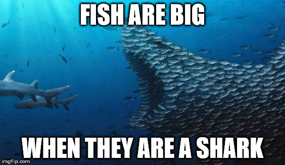 Fish Teamwork |  FISH ARE BIG; WHEN THEY ARE A SHARK | image tagged in fish teamwork | made w/ Imgflip meme maker