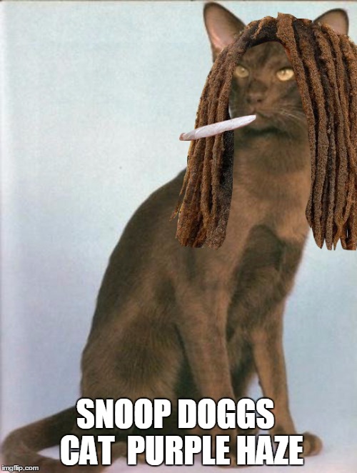 SNOOP DOGGS  CAT  PURPLE HAZE | image tagged in snoop's cat | made w/ Imgflip meme maker