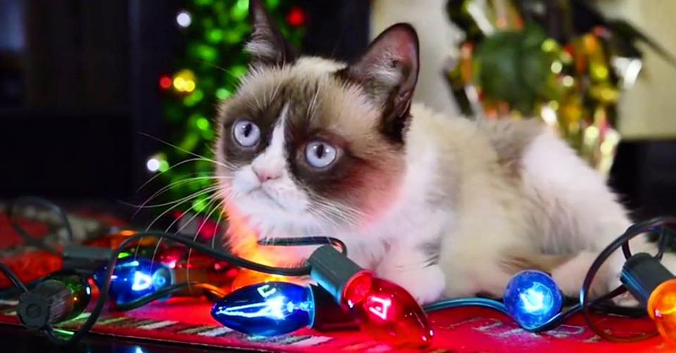 Grumpy Cat Christmas Lights Blank Meme Template