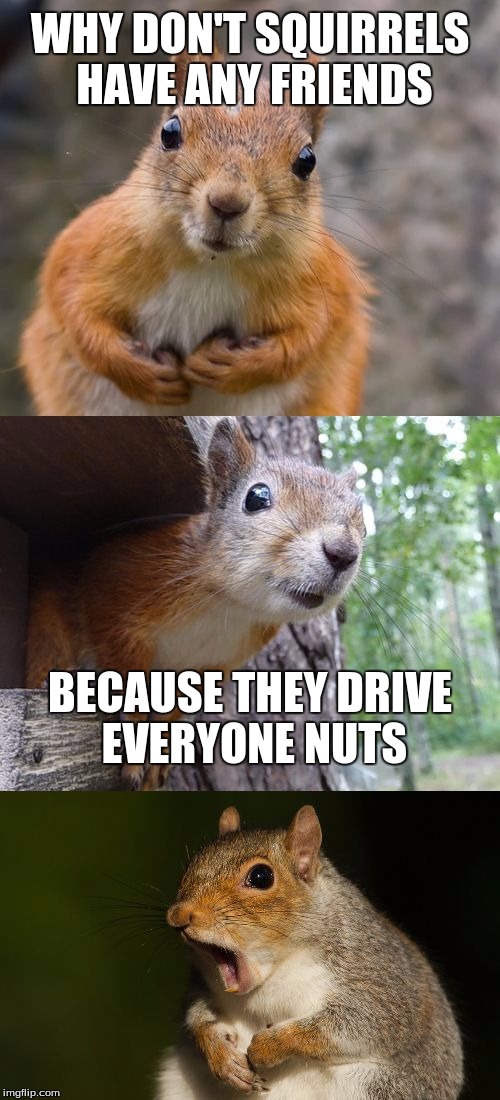  bad pun squirrel | WHY DON'T SQUIRRELS HAVE ANY FRIENDS; BECAUSE THEY DRIVE EVERYONE NUTS | image tagged in bad pun squirrel | made w/ Imgflip meme maker