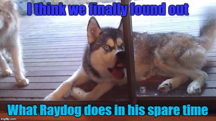 Your friend's husky really is special if it's Raydog | I think we finally found out; What Raydog does in his spare time | image tagged in meme,raydog,my friends husky is special,derp,husky | made w/ Imgflip meme maker