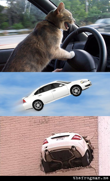 High Quality cat car Blank Meme Template