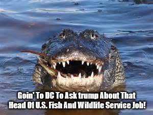 gator asks trump for job! | Goin' To DC To Ask trump About That Head Of U.S. Fish And Wildlife Service Job! | image tagged in anti trump | made w/ Imgflip meme maker
