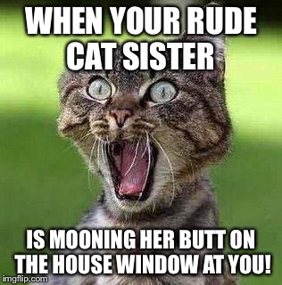 Shocked Cat | WHEN YOUR RUDE CAT SISTER; IS MOONING HER BUTT ON THE HOUSE WINDOW AT YOU! | image tagged in shocked cat | made w/ Imgflip meme maker