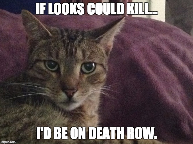 Poster Boy for Anger Mismanagement |  IF LOOKS COULD KILL... I'D BE ON DEATH ROW. | image tagged in cats,mean cat | made w/ Imgflip meme maker