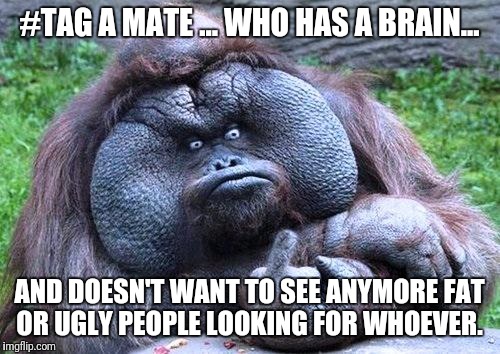 Fat orangutan with middle finger | #TAG A MATE ... WHO HAS A BRAIN... AND DOESN'T WANT TO SEE ANYMORE FAT OR UGLY PEOPLE LOOKING FOR WHOEVER. | image tagged in fat orangutan with middle finger | made w/ Imgflip meme maker