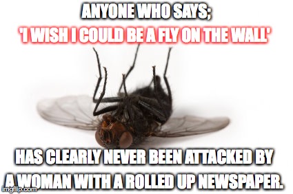 Fly on the wall | ANYONE WHO SAYS;; 'I WISH I COULD BE A FLY ON THE WALL'; HAS CLEARLY NEVER BEEN ATTACKED BY; A WOMAN WITH A ROLLED UP NEWSPAPER. | image tagged in dead fly,newspaper | made w/ Imgflip meme maker