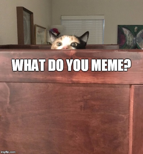  WHAT DO YOU MEME? | image tagged in auryn | made w/ Imgflip meme maker